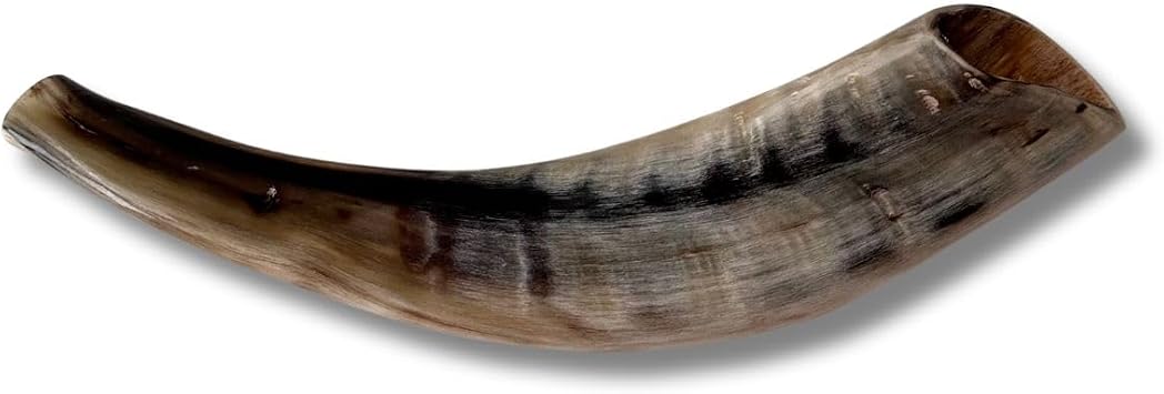 Authentic & Kosher Polished Ram's Horn Shofar from Israel 10" - 12"