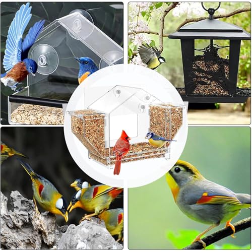 Window Bird Feeders - Clear Zuignap Finch Feeding Box | Eekhoorn Proof Acryl Vogelvoeder - voor Finch Tuin Buiten Bekijken Terras Kijken - Afbeelding 5