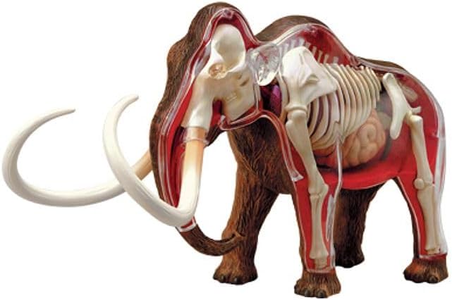 Tedco 4D Vision Woolly Mammoth Anatomy Model
