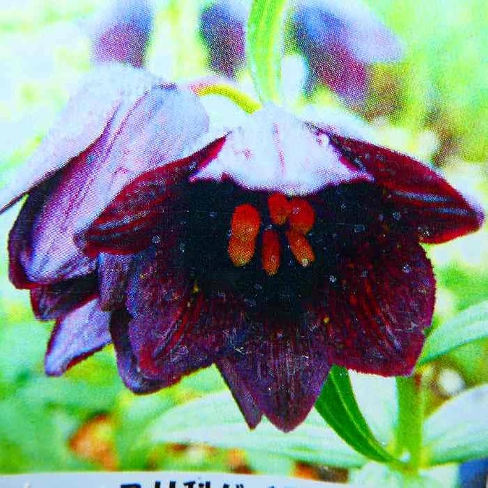 額入りの百合の花です。お気に入りの作品 押し花 額 お気に入りのお花のドレス | YOSHIKO WAKABAYASHI