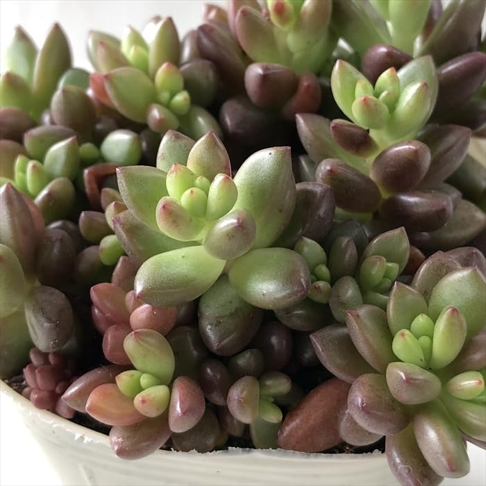 Amazon｜多肉植物 sbグラプトペタルム ばらまきトップアンドスター