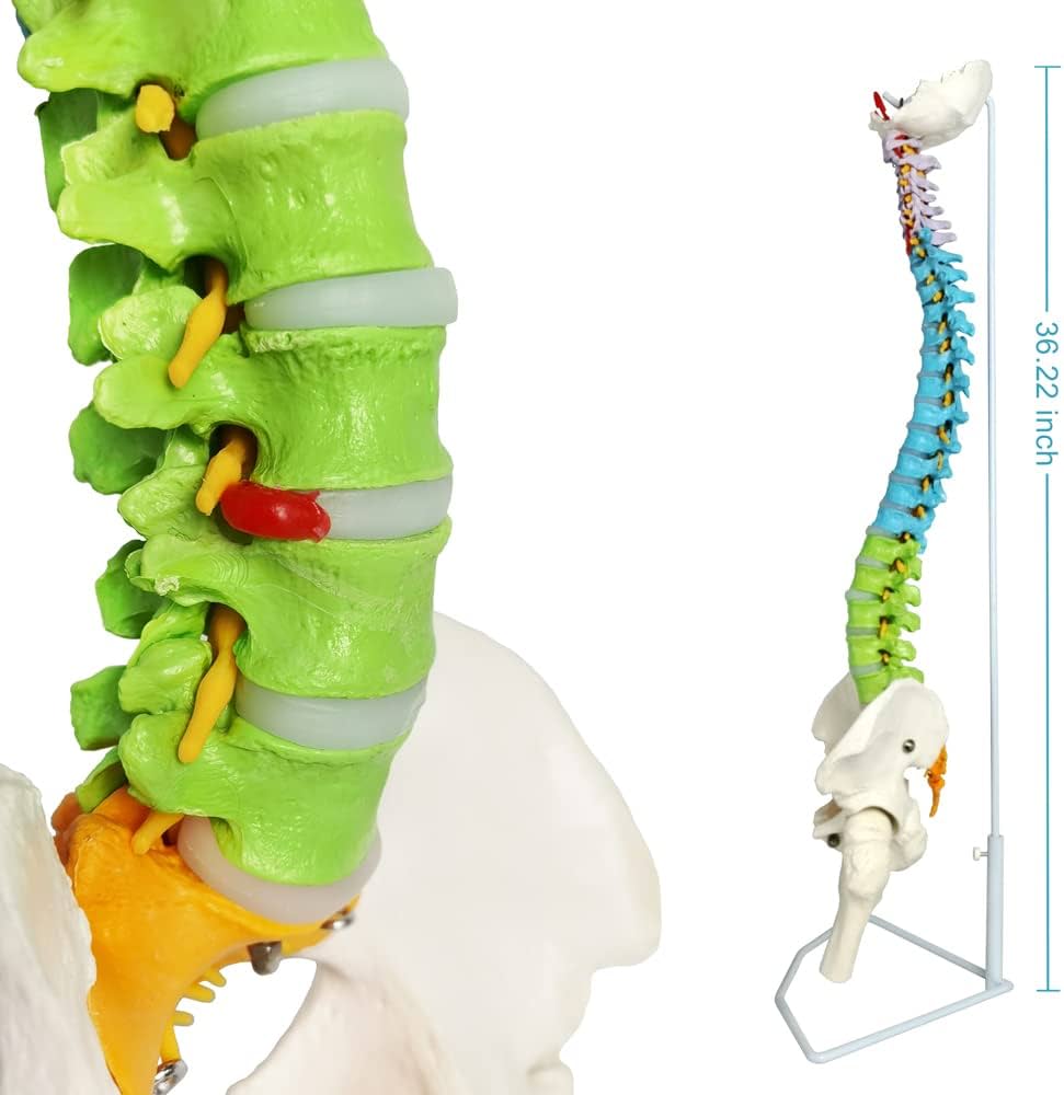 51SFoo-cM1L._AC_UF1000,