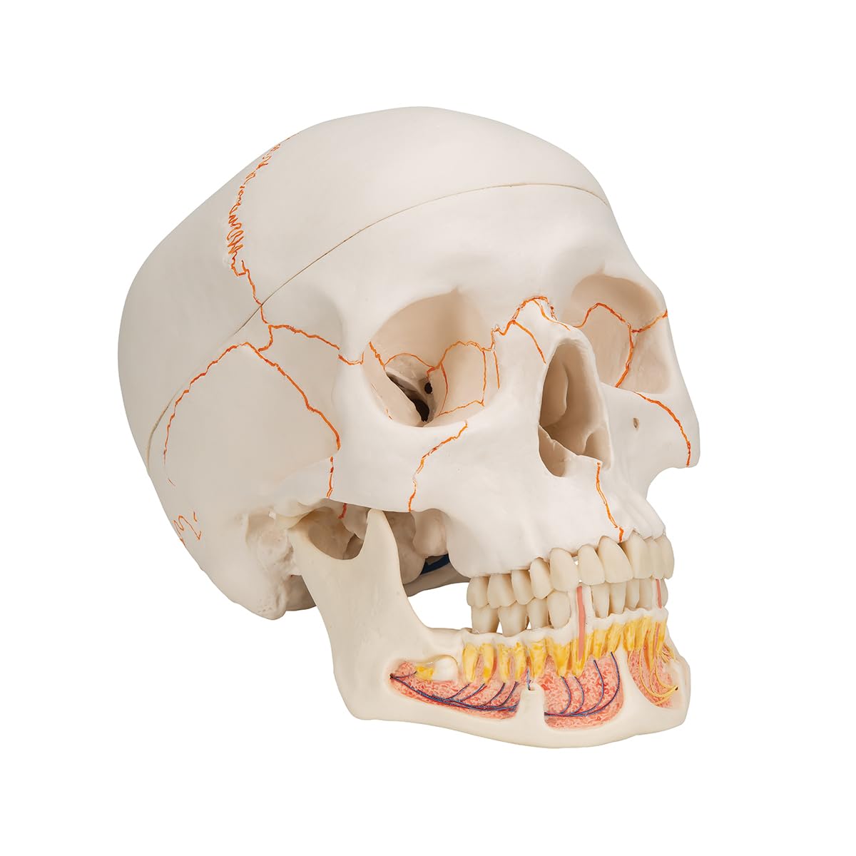 3B Scientific Human Skull Model With Facial Muscles - View #10