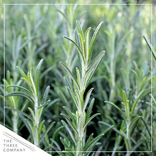 Live Aromatic and Edible Herb - Rosemary (4 Per Pack), Naturally Improves Breathing and Air Quality, 8" Tall by 3" Wide Live Aromatic and Edible Herb - Rosemary (4 Per Pack), Naturally Improves Breathing and Air Quality, 8" Tall by 3" Wide