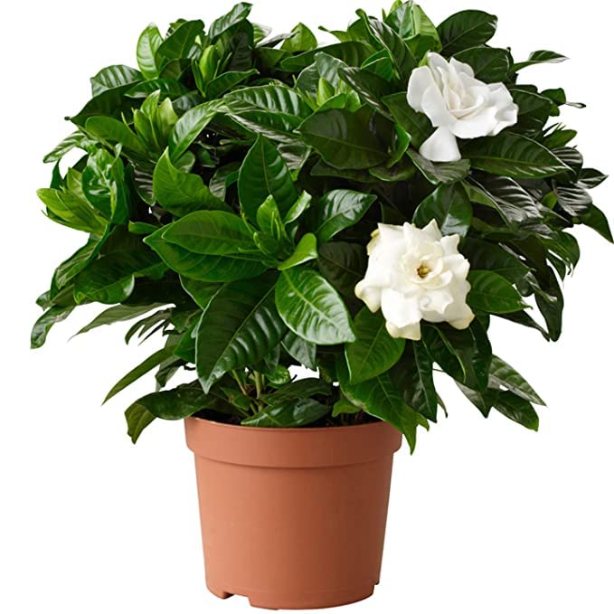 PlantaZee Live Double Chandni/Jasmine Beautiful Flower Plant With Pot (B0CK4TJ8YF) Amazon Price History, Amazon Price Tracker