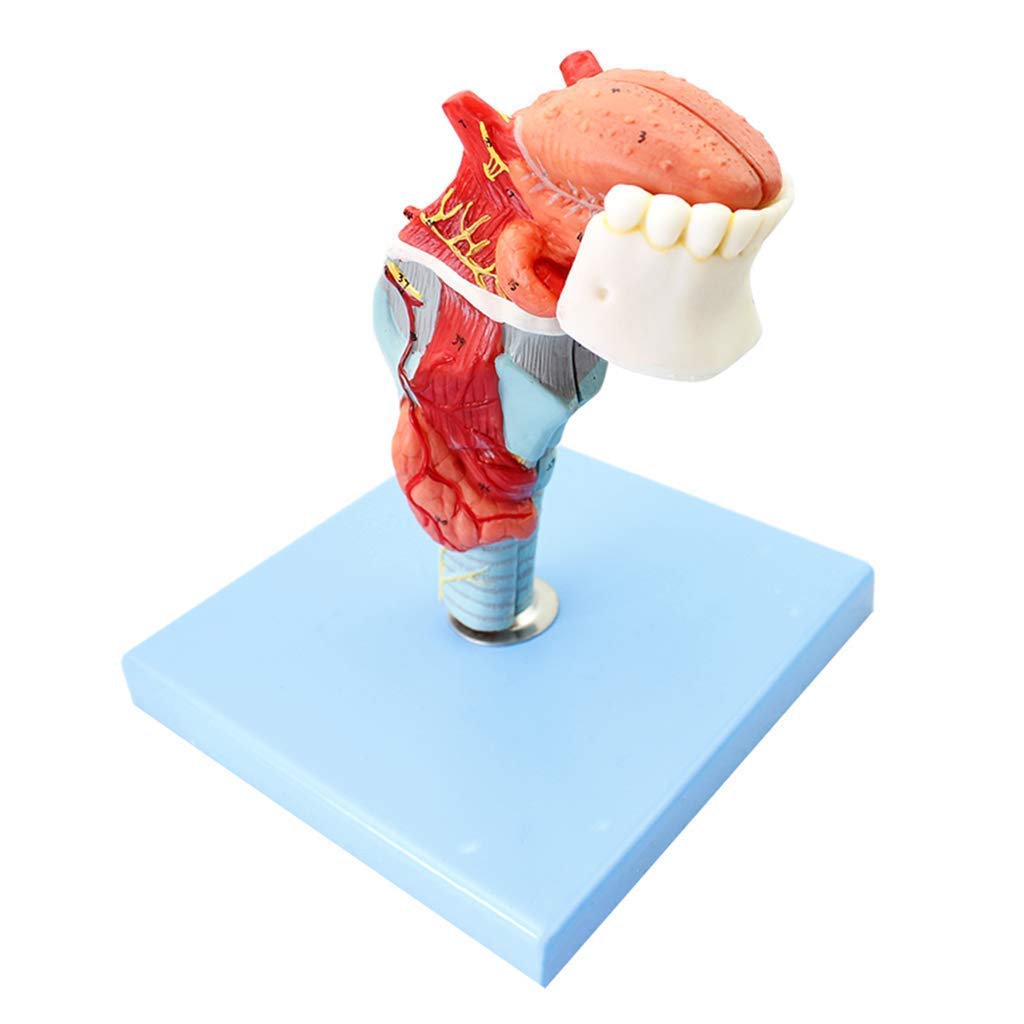 Buy Study Model 1O Human Anatomy Throat Attached Tongue Model