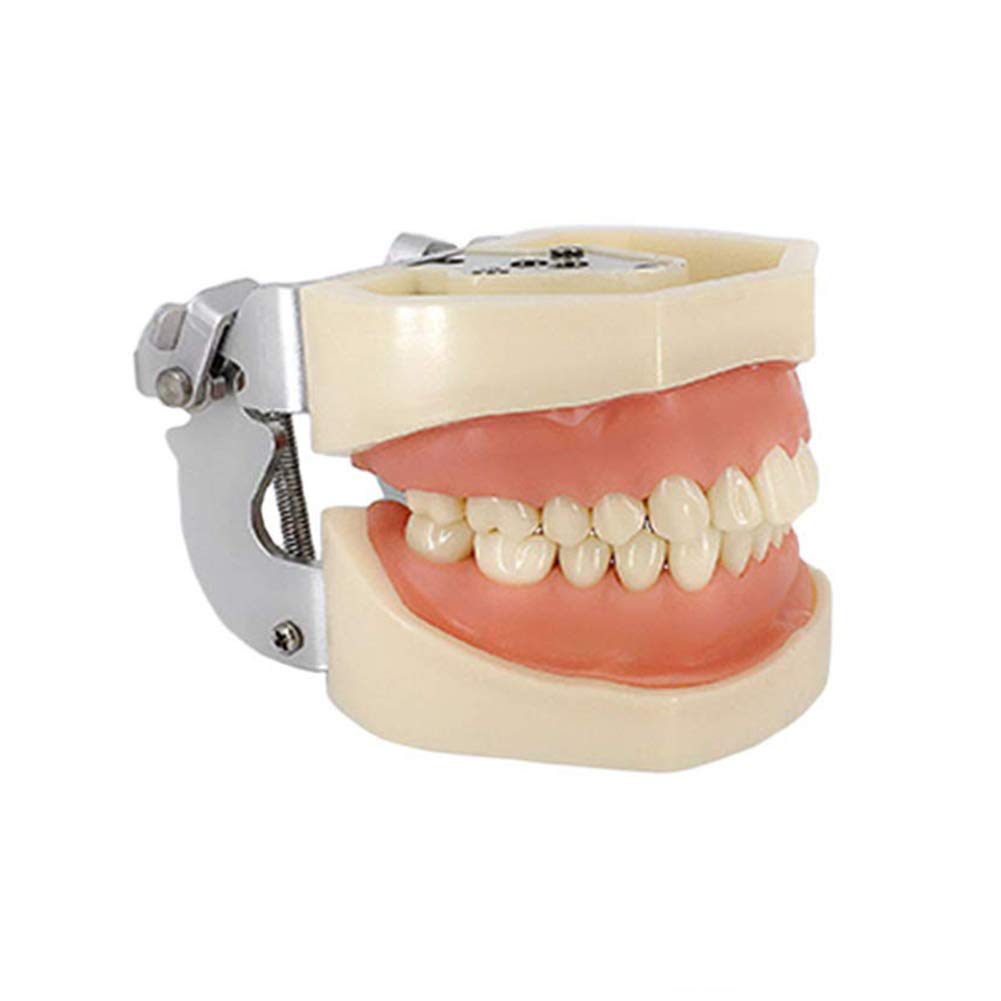 Modelo Dental Tipodonto Estándar 28 Dientes Goma Blanda Demostración Docente