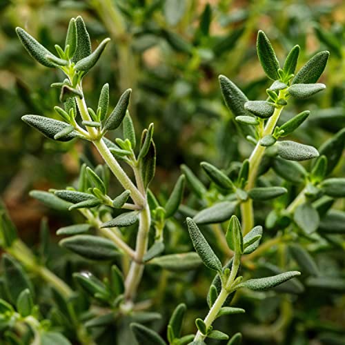 Bonnie Plants English Thyme 19.3 oz. 4-pack Bonnie Plants English Thyme 19.3 oz. 4-pack
