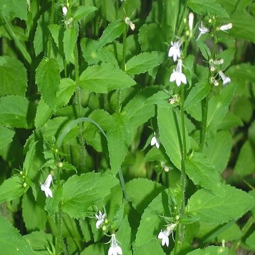 100Pcs Green Lobelia inflata Plant Seeds