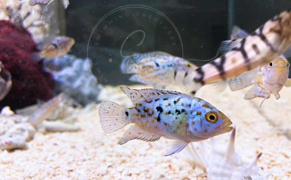 Swimming Creatures Blue Electric Dempsey (Rocio octofasciata) Approx. Size 0.75' - AKA Jack Dempsey...