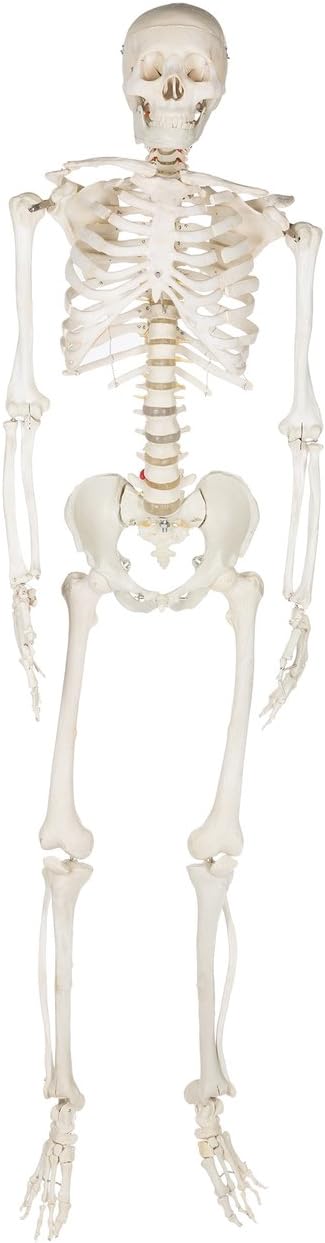 Budget BuckyTM Skeleton (4th Quality) CH10D4