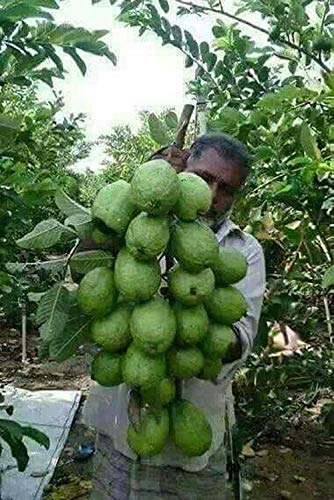 Greenish Valley Gardens Dwarf White" Indonesian Seedless Guava" Psidium Guajava, 1 Healthy Live Plant (B07HLS95MW) Amazon Price History, Amazon Price Tracker