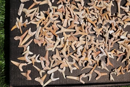Image of Great Collection of Shark Teeth Fossil Shark Teeth Fossils for Kids Fossils from Morocco A253