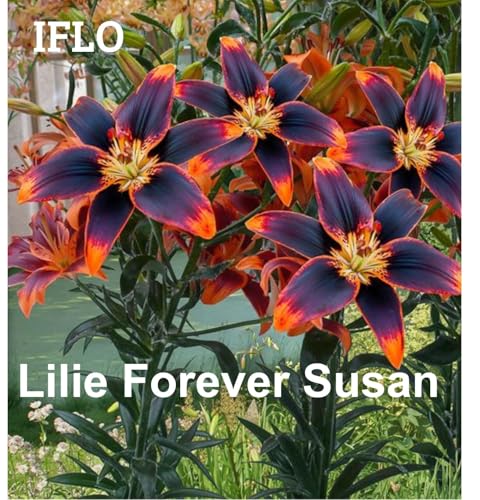 Lilien Zwiebeln Mix, Baumlilien in verschiedenen Sorten und Farben,...