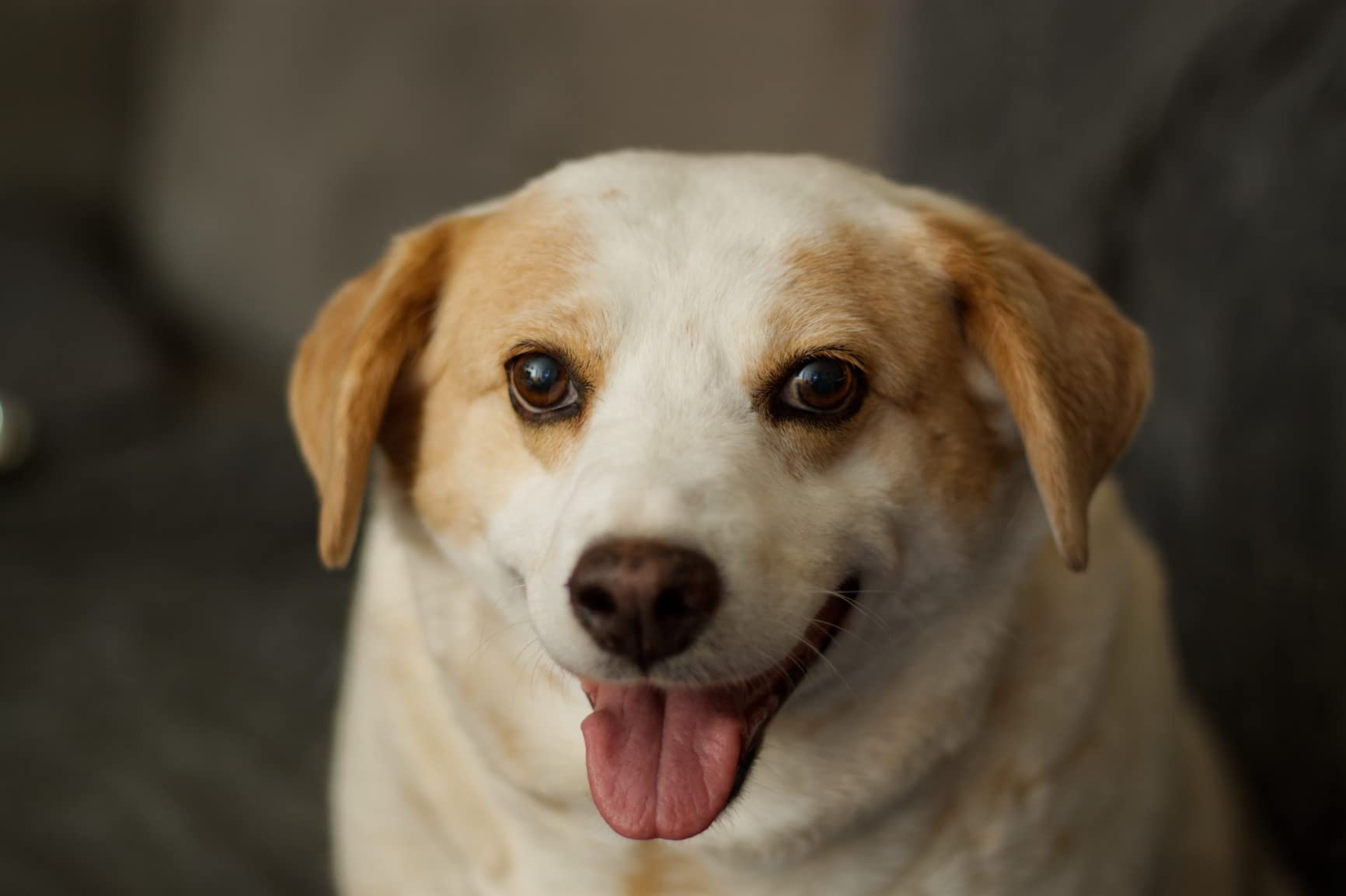 A HUGE step-up from the original EF 50mm 1.8 lens