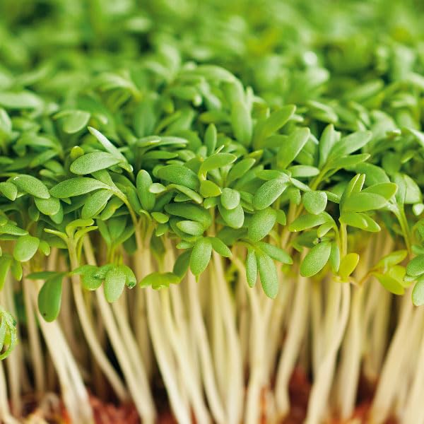See full amazon price history chart for Common Cress Seeds For Planting - "Hybrid" Herbs Plant Seeds | High Germination Rate | Cress Common Seeds for Home Gardens | Fresh & Non-GMO (Cress Common) Common Cress Seeds For Planting - "Hybrid" Herbs Plant Seeds | High Germination Rate | Cress Common Seeds for Home Gardens | Fresh & Non-GMO (Cress Common) (B0D5D7J5QH) Amazon Price History, Amazon Price Tracker