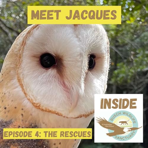 Episode 4: The Rescues Titelbild