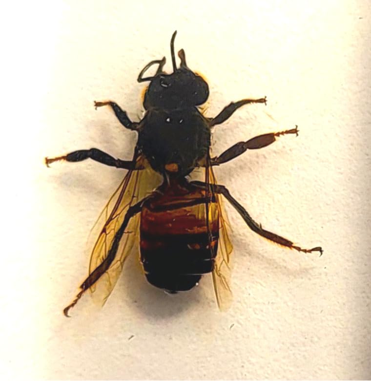 Abeja de abeja real de abeja de abeja de 1.732 in en resina de lucita, espécimen preservado de insectos, taxidermia, colección de manualidades para