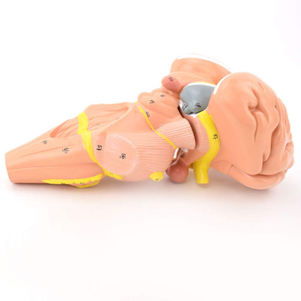 Model anatomiczny człowieka ludzki nefron kłębuszkowy nerka anatomia model układu moczowego model demonstracyjny trzy struktury kłębuszków nerkowych i sekcji nerek oraz nefron do edukacji medycznej