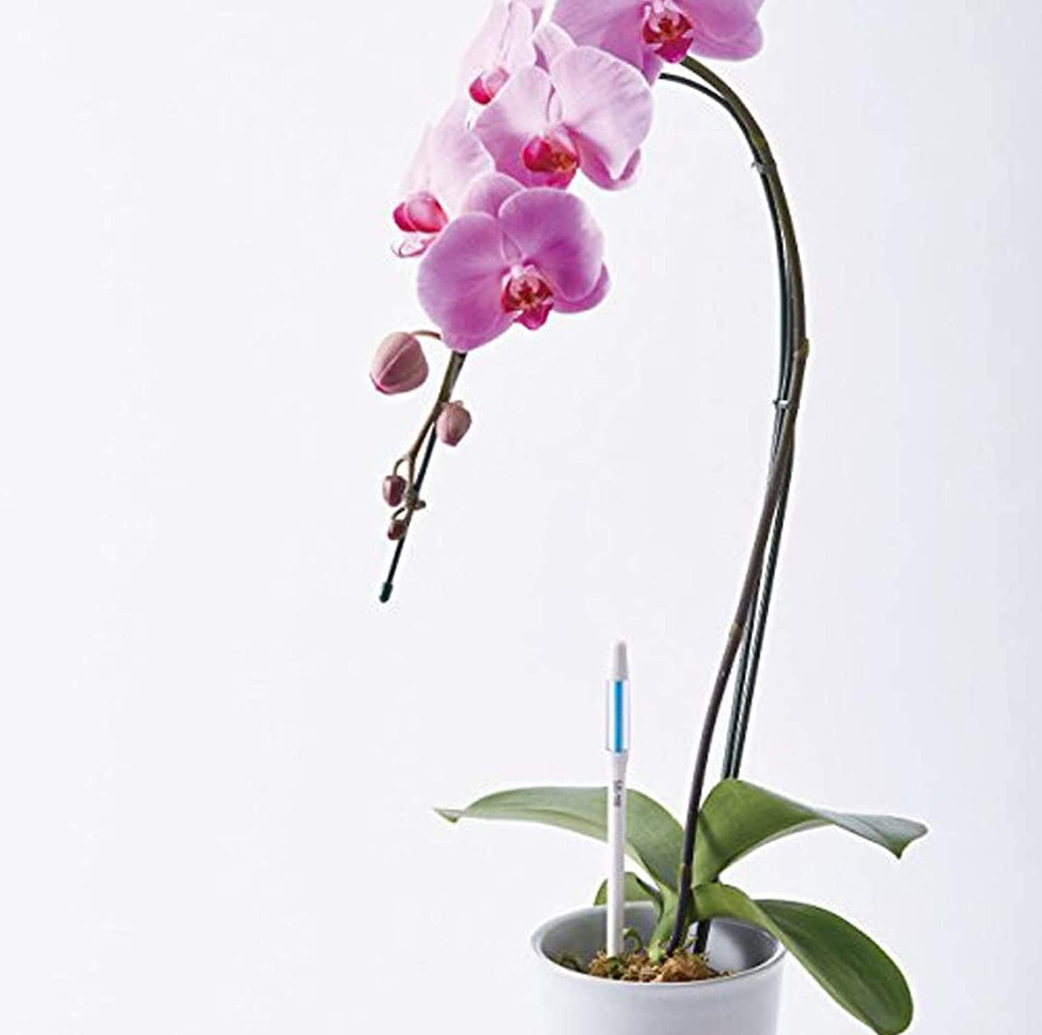 IPPINKA Sustee Aquameter - Bundle of 24 - House Plant Soil Moisture Meter - Best for Indoor Potted Plants - Large White Refillable