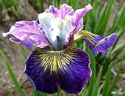 Bulbes d'iris Splendides radicaux d'iris barbuto colorent très rapidement des fleurs ornementales de jardin unici-bulbes iris pérennes