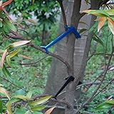 Plant Accessories - 20 marcos de soporte para ramas de árboles frutales para una mejor gestión de la luz y el flujo de aire