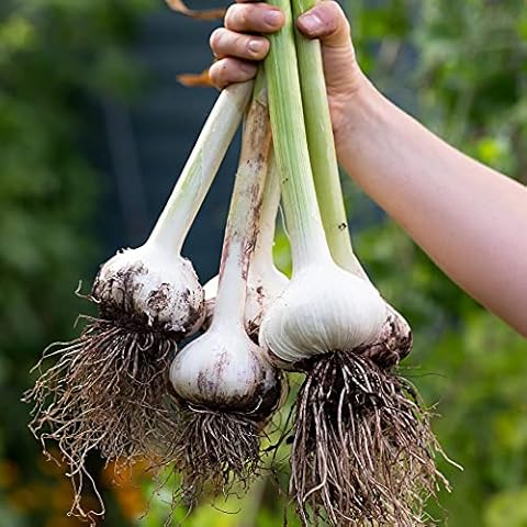Solent Wight Garlic Bulbs by Suttons Cover