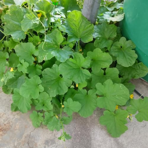 Honigmelone ’Minnesota Midget’ (Cucumis melo) - ca. 5 Samen