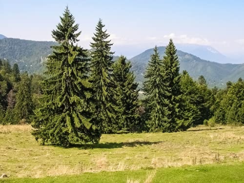Norway Spruce Tree Seedlings For Planting - Beautiful Evergreen Tree Seeds - Picea Abies (2 Seedlings) - No Ship To California #TOP2