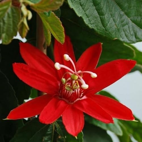Red Passion Flower Plant Live