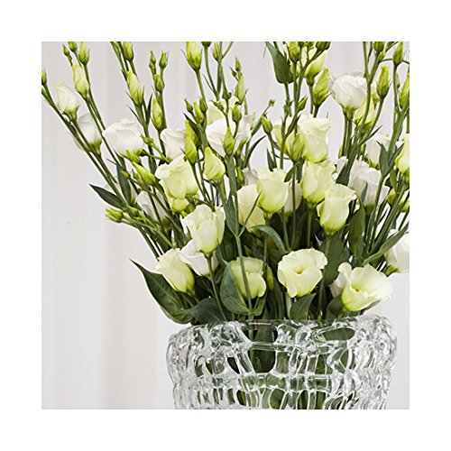 Buy 20 eustoma Seeds Lisa White lisianthus Seeds, LongestLasting Cut