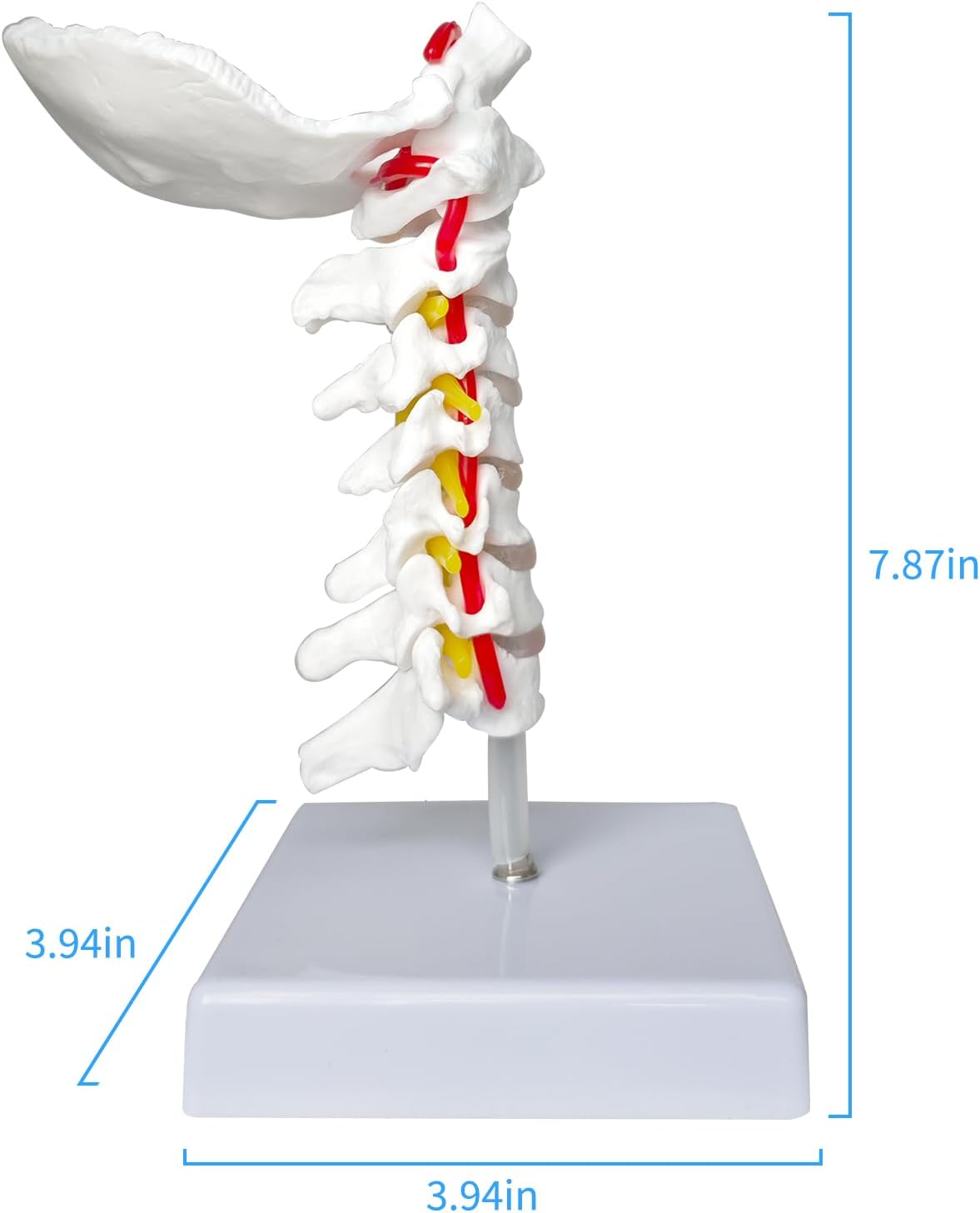 SFXYJ Cervical Spine Model - Life Size Vertebral Spine with Vertebrae, Nerves, and Occipital Plate for Science Classroom Study, Display, Teaching, Medical Model