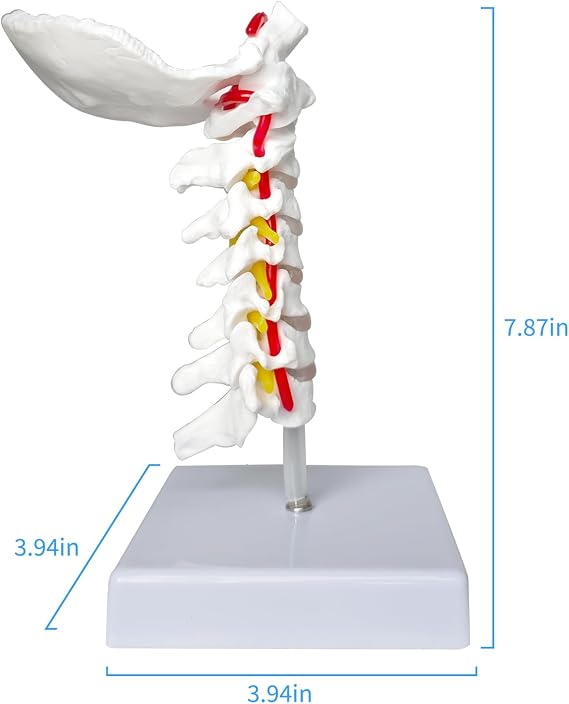 SFXYJ Cervical Spine Model - Life Size Vertebral Spine with Vertebrae, Nerves, and Occipital Plate for Science Classroom Study, Display, Teaching, Medical Model