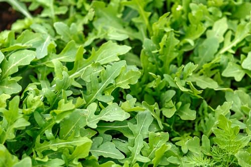Just Seed - Vegetable - Salad Rocket - Eruca Sativa - 2500 Seed - Economy Pack