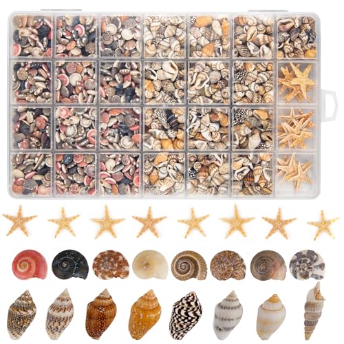 1200 conchas pequeñas y 30 estrellas de mar, conchas de playa mixtas para decoración del hogar, fiestas en la playa, acuarios, manualidades, rellenos de jarrones y velas de playa