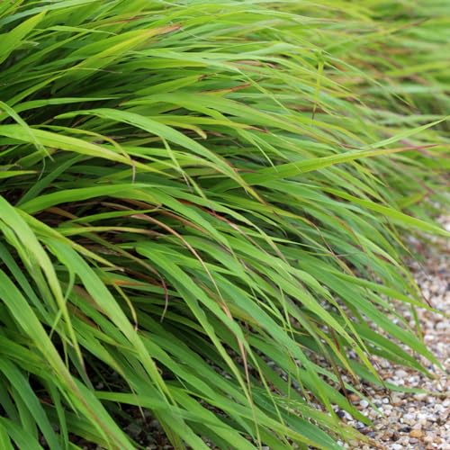 Live Japanese Forest Grass Plant, Hakonechloa Macra Plant, Live Ornamental Grass Plant, Hakonechloa Live Plant, Live Perennial Hakonechloa Grass for Outdoor Garden
