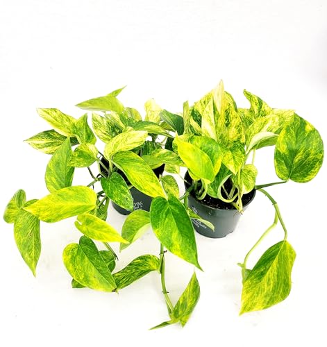 POWERS TO FLOWERS - POTHOS NEON QUEEN, 2 PIANTE v12cm, piante vere