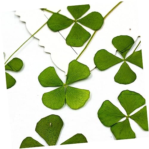 72 Peças Flores Secas Prensadas Flores Secas Resina Artesanato Vela Decoração Planta Prensada Amulet