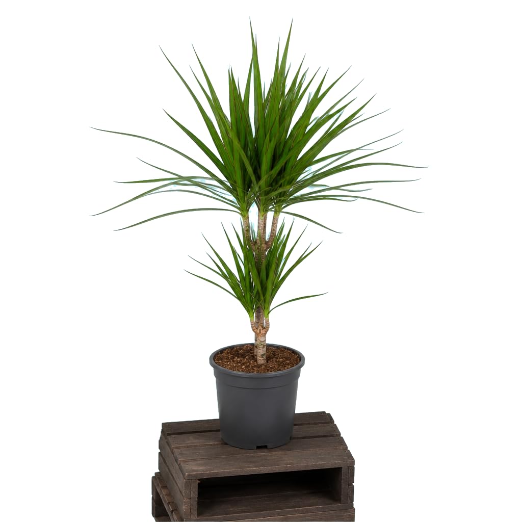 DECOALIVE Planta de Interior Dracaena Marginata Árbol Dragón | Porte Alto Decorativo | Maceta 17 cm Diámetro | 70 cm Altura