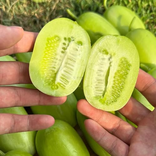 pepino semillas de pepino - pepino - Plantas resistentes para el jardín, semillas y plantas de hortalizas. semillas de pepino, pepino, Las plantas vegetales, las plantas trepadoras son 25pcs