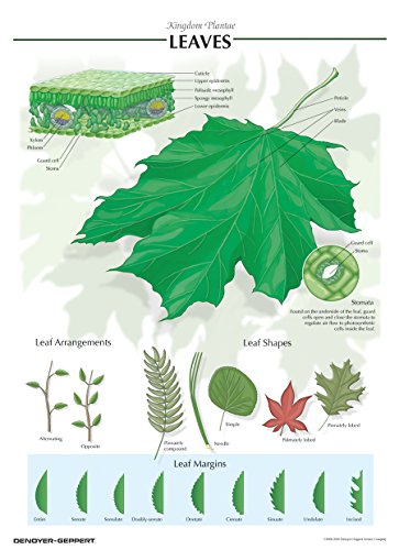 Leaves Poster