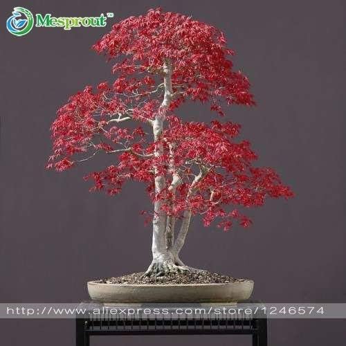 Bonsai Tree Seeds 20 Seeds Japanese Red Maple Seeds Acer palmatum Seeds #32398256220ST