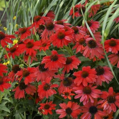 Seeds - 50 Bright Red Coneflower Seeds Echinacea Flower Perennial Bloom Flowers Seed, Flowering Seeds