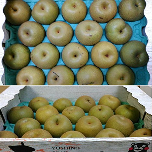 Amazon.co.jp: 梨 訳あり 約5kg（約5～24玉）（豊水・秋月・新高