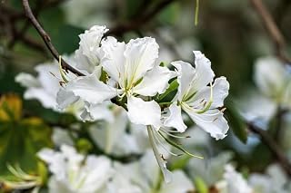 20 White Orchid Tree Bauhinia Alba syn Variegata Candida Hawaiian Mountain Ebony Camel's Foot Butterfly Flower Tree Hummingbird Seeds
