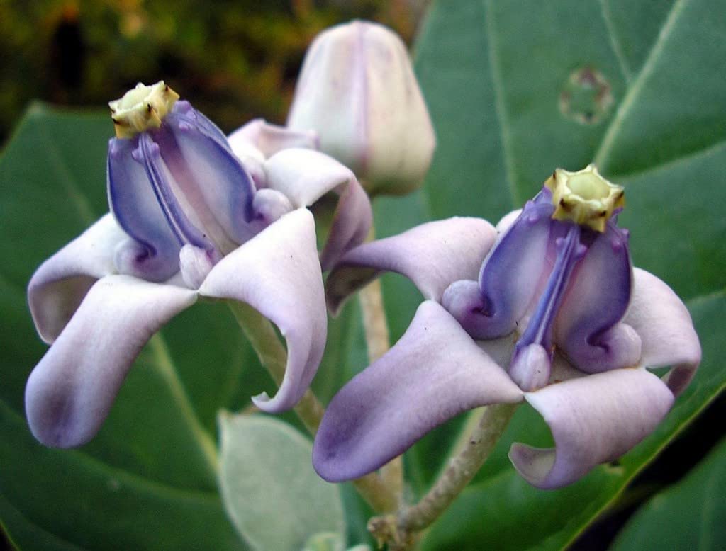 Creative Farmer Erukku (Calotropis) Milk Weed/Crown Flower Herbal Live Plants For Home Garden (Healthy Live Plant) (B09SDBJQ7W) Amazon Price History, Amazon Price Tracker