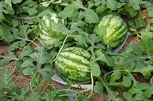 seeds Carolina Cross Watermelon Fruit seeds