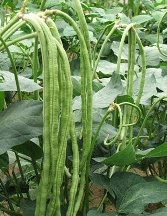 Arlo Balcony potted Hybrid Vegetable Seeds Dwarf " BHAGYALAKSHMI" Cowpea (Vegetable), 20 Seeds (B07G26L6G9) Amazon Price History, Amazon Price Tracker