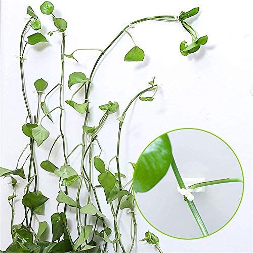 Preisvergleich Produktbild HXHON 50 Stück unsichtbare Wandhalterungen für Ranken, Wandbefestigung, Kleberhaken, Rankenhalter, Pflanzenklammer, Kletter-Wand-Clip