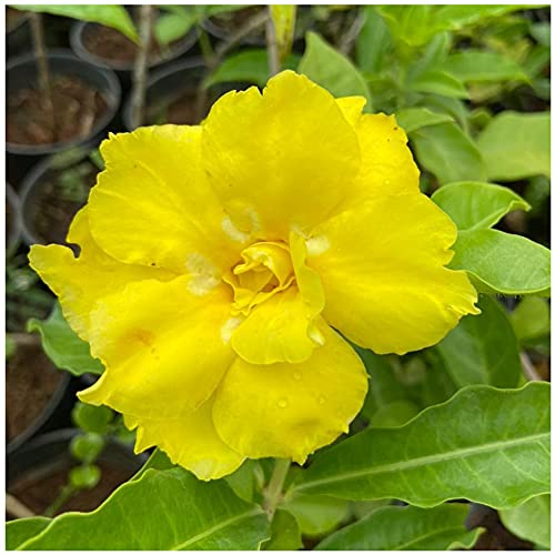 Indian Gardens - Say green, Stay green, Grow green Indian Gardens - Allamanda Yellow Double live Plant with Pot (4" Pot) (B09GNH4M55) Amazon Price History, Amazon Price Tracker
